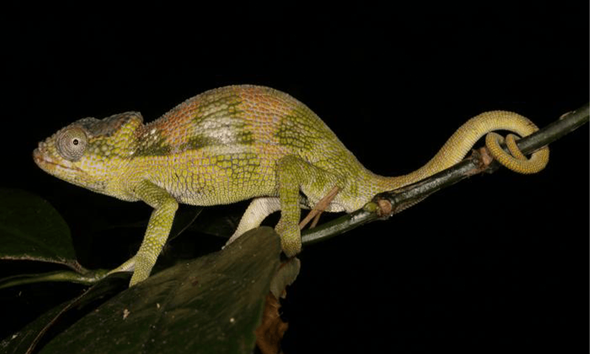 Four New Chameleon Species Found in Tropical “Sky Islands”