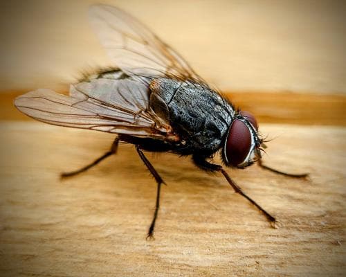 I’ve always hated houseflies – but maybe I misjudged the little sods