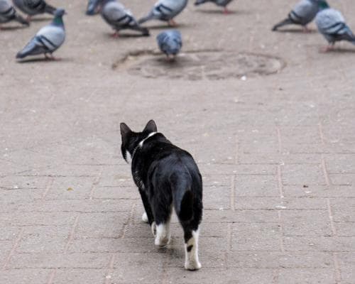 A deadly strain of bird flu has landed on Australian shores. Does it pose a risk to pets?