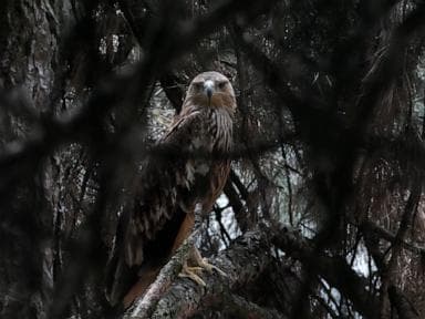 Feliks the eagle is back home in Serbia after a kidnap ordeal in the Middle East
