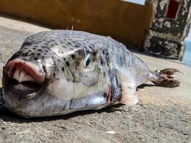 Greece is paying fishermen to catch toxic toadfish invading the warming Mediterranean