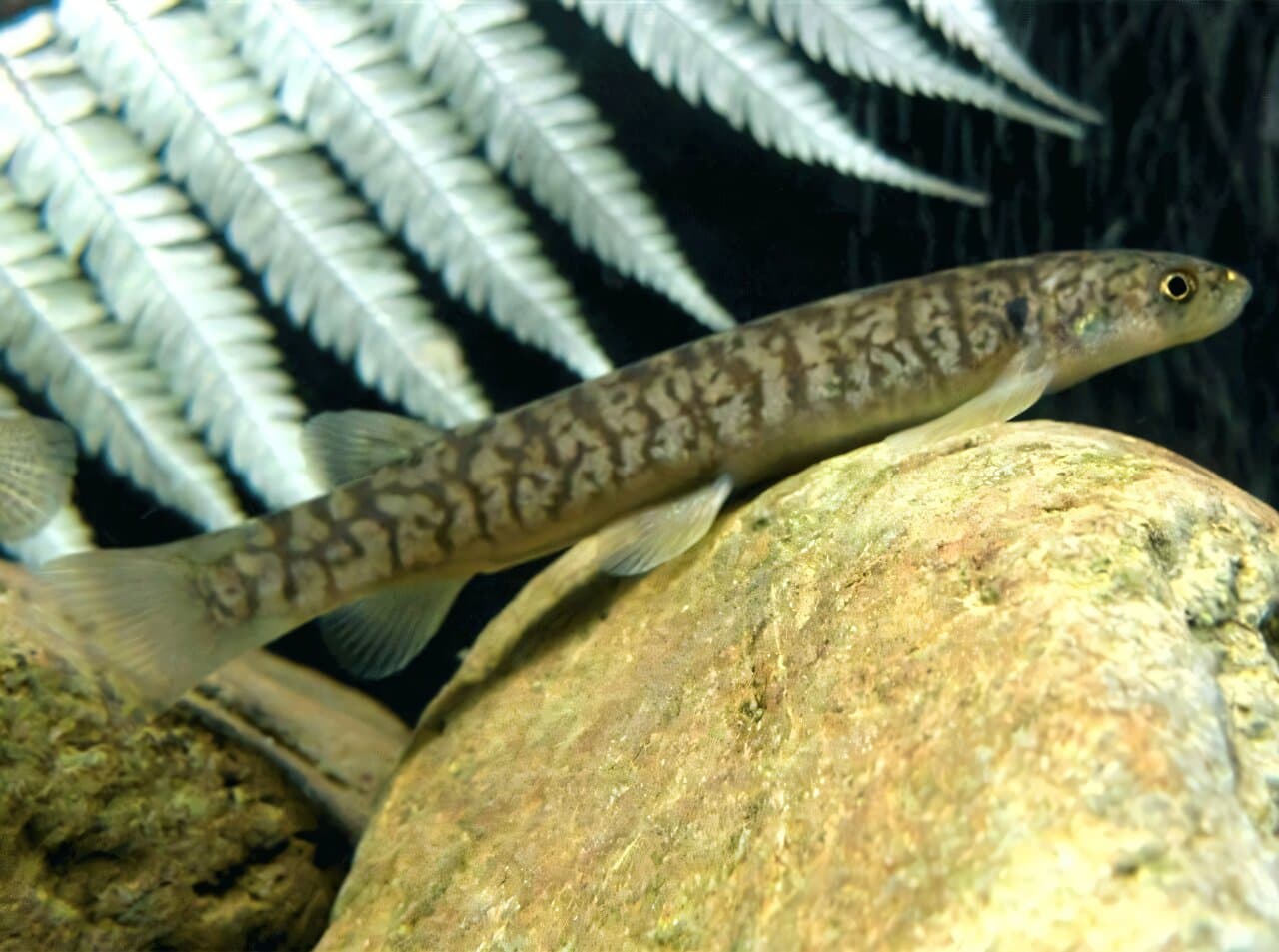 Whitebait rapidly switch life cycles when earthquakes cut off route to sea